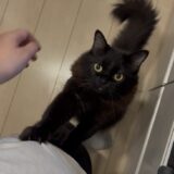 夏のだらだら猫ちゃんは・・・