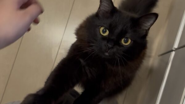 夏のだらだら猫ちゃんは・・・